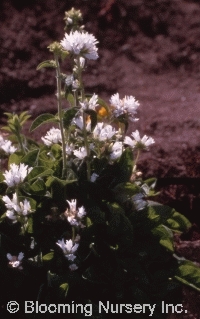 Campanula glomerata 'Crown of Snow'